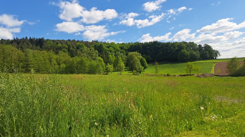 Weitläufiges Grünland umgeben von Bäumen unter blauem Himmel mit Wolken.
